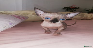 Sphynx cats - Advert 6