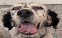 English Setter dogs for adoption: Ella  - Image 8