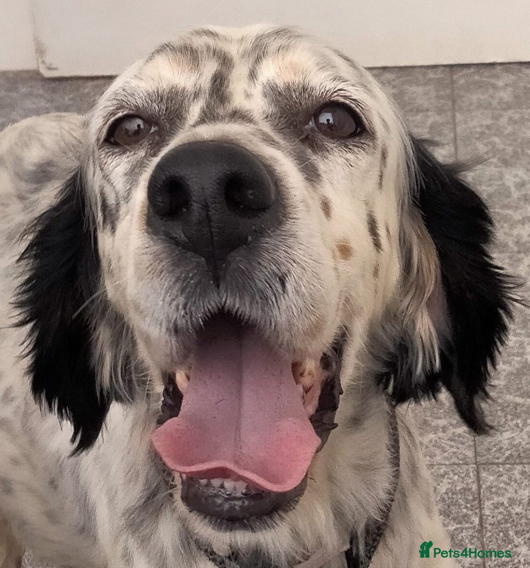 English Setter dogs for adoption: Ella  - Image 8