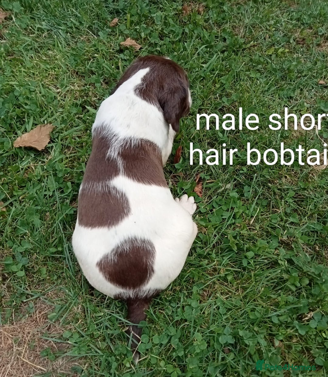 Mixed Breed dogs for sale: Fen Spaniels -Korthols x Eng Springer Spaniel  - Image 10