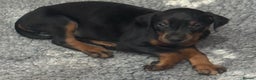 Dobermann dogs for sale: Ready to go Friday night  - Advert 8