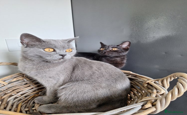 British Shorthair cats - Advert 8