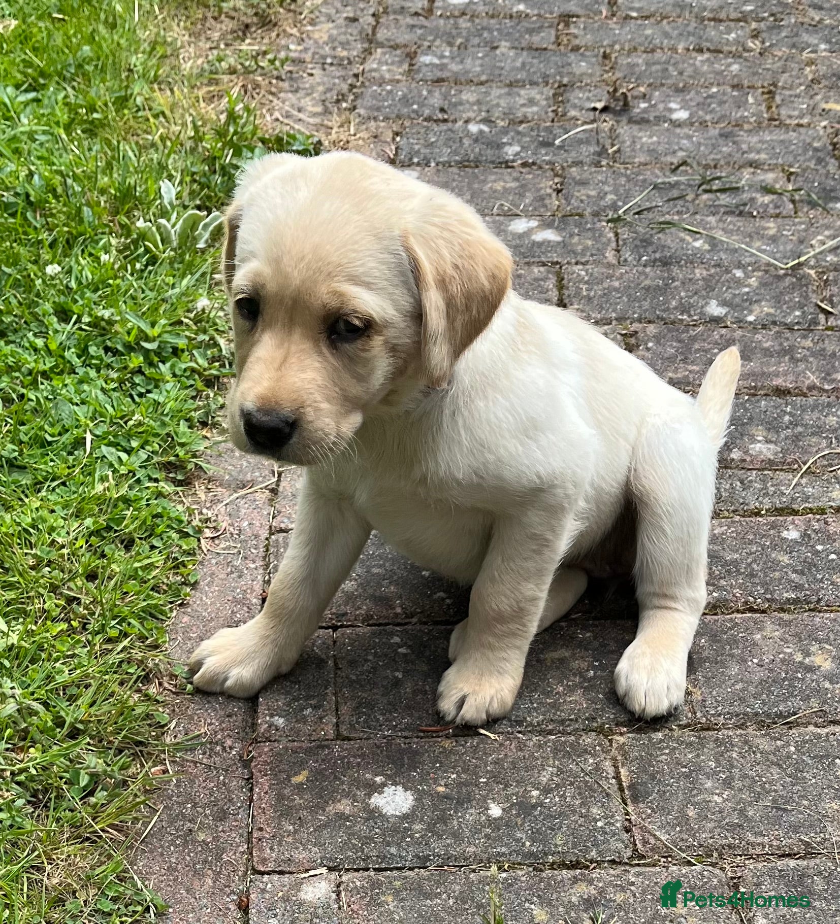 Labrador Retriever dogs Outstanding pedigree Labrador puppies - Advert 2