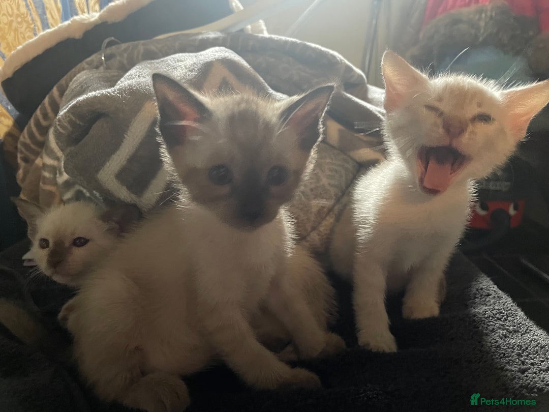 Bengal cats for sale: INTRODUCING 3 ❤️❤️❤️ BEAUTIFUL FELINES  - Image 10