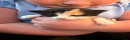 Mixed Breed cats for sale: 4 beautiful kittens looking for loving homes  - Advert 2