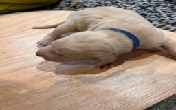 Mixed Breed dogs for sale: Weimaraner x vizsla x GSP only Black left  - Image 16
