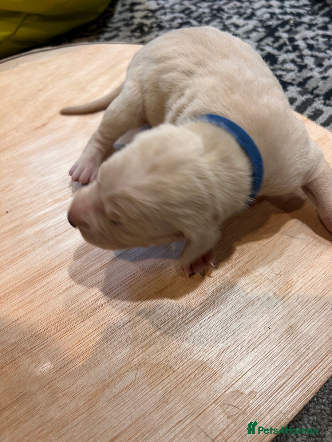Mixed Breed dogs for sale: Weimaraner x vizsla x GSP only Black left  - Image 16