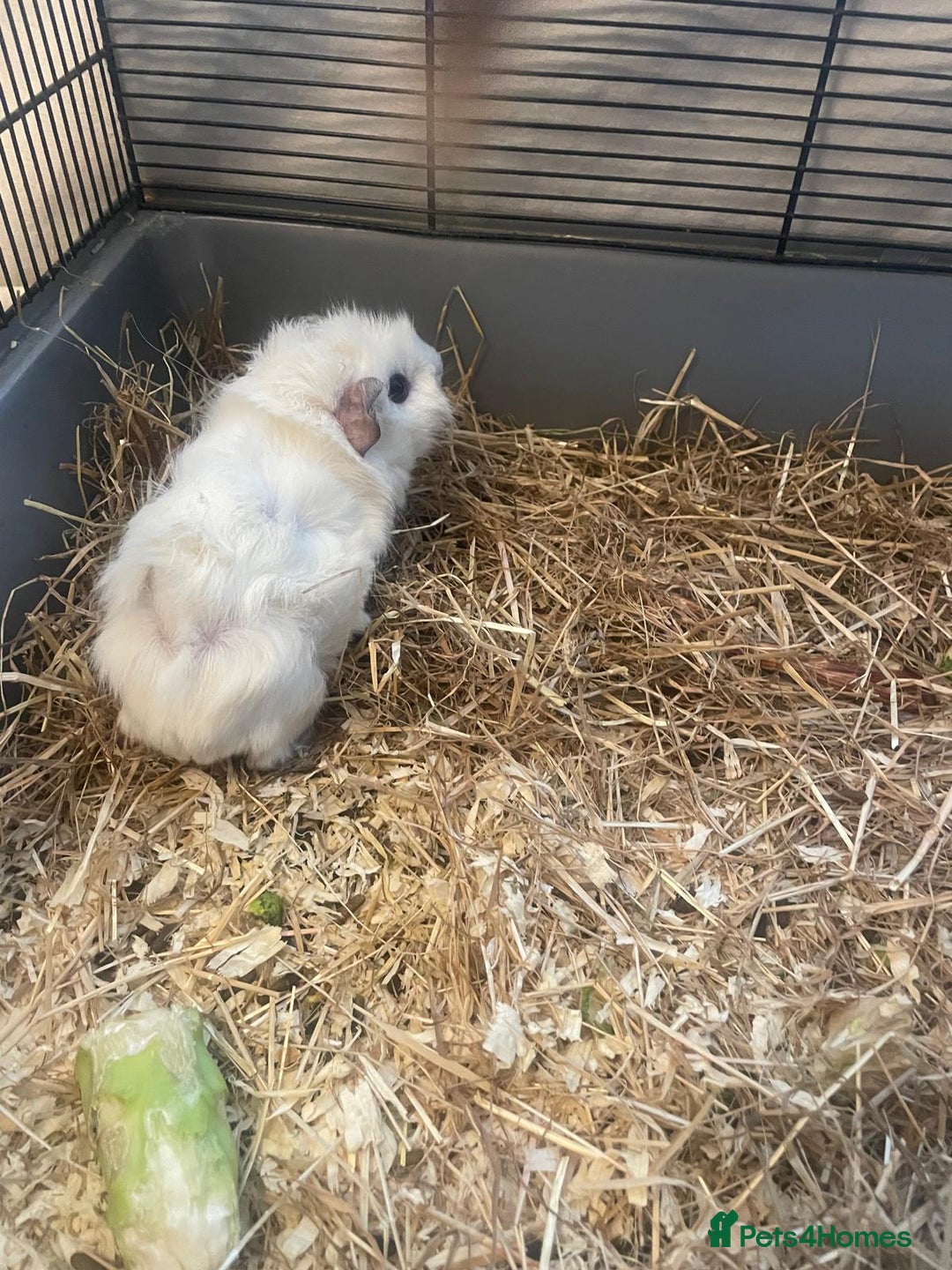 Guinea Pig rodents for sale: 5 Baby Guinea Pigs - Advert 3