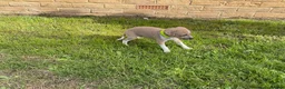 Italian Greyhound dogs for sale: Royal kennel club registered  - Advert 29
