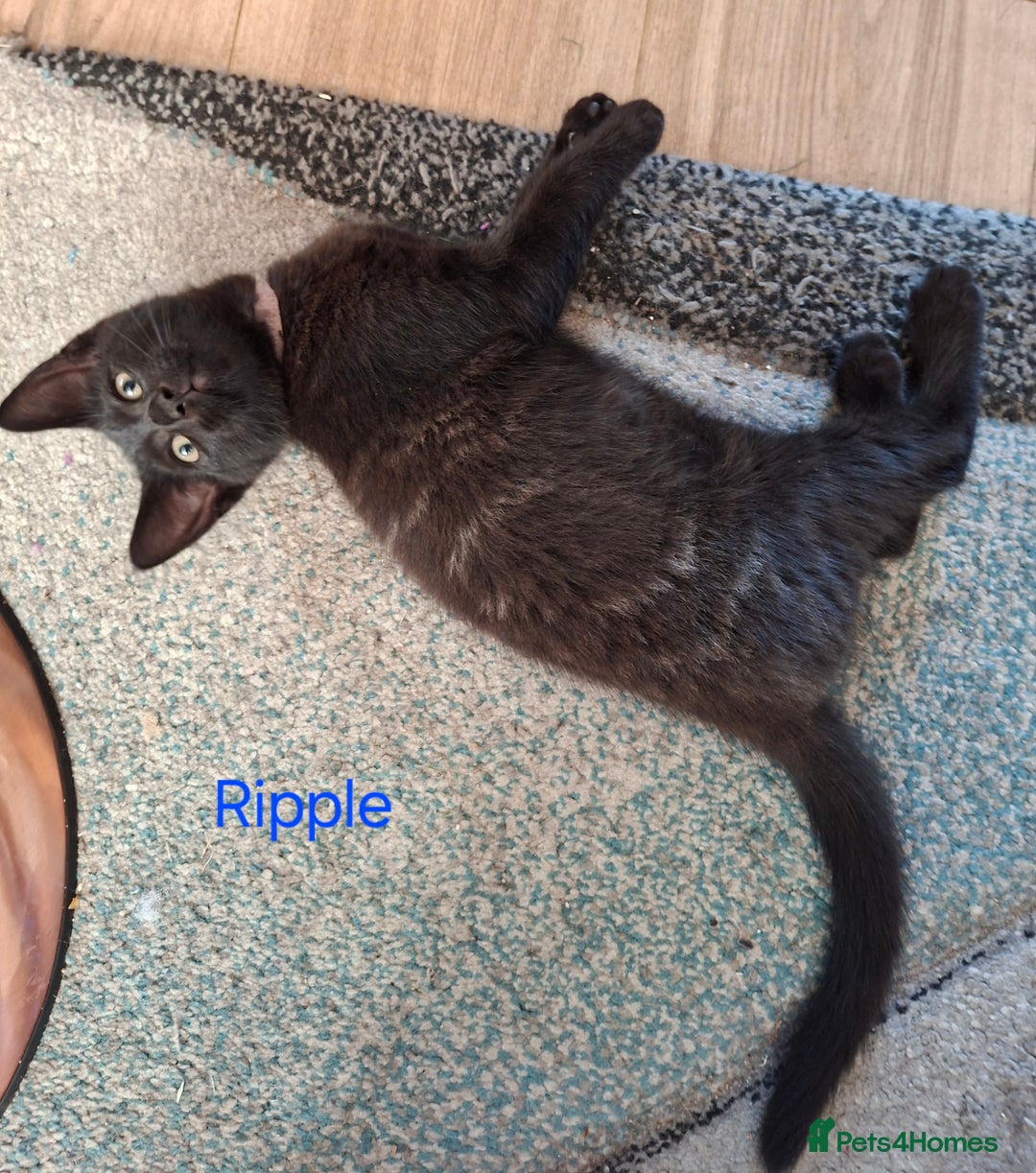 Mixed Breed cats for sale: Calling all witches and black cat lovers! - Image 7