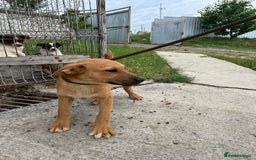 Mixed Breed dogs for adoption: Smithy - Norwich norfolk - Image 2
