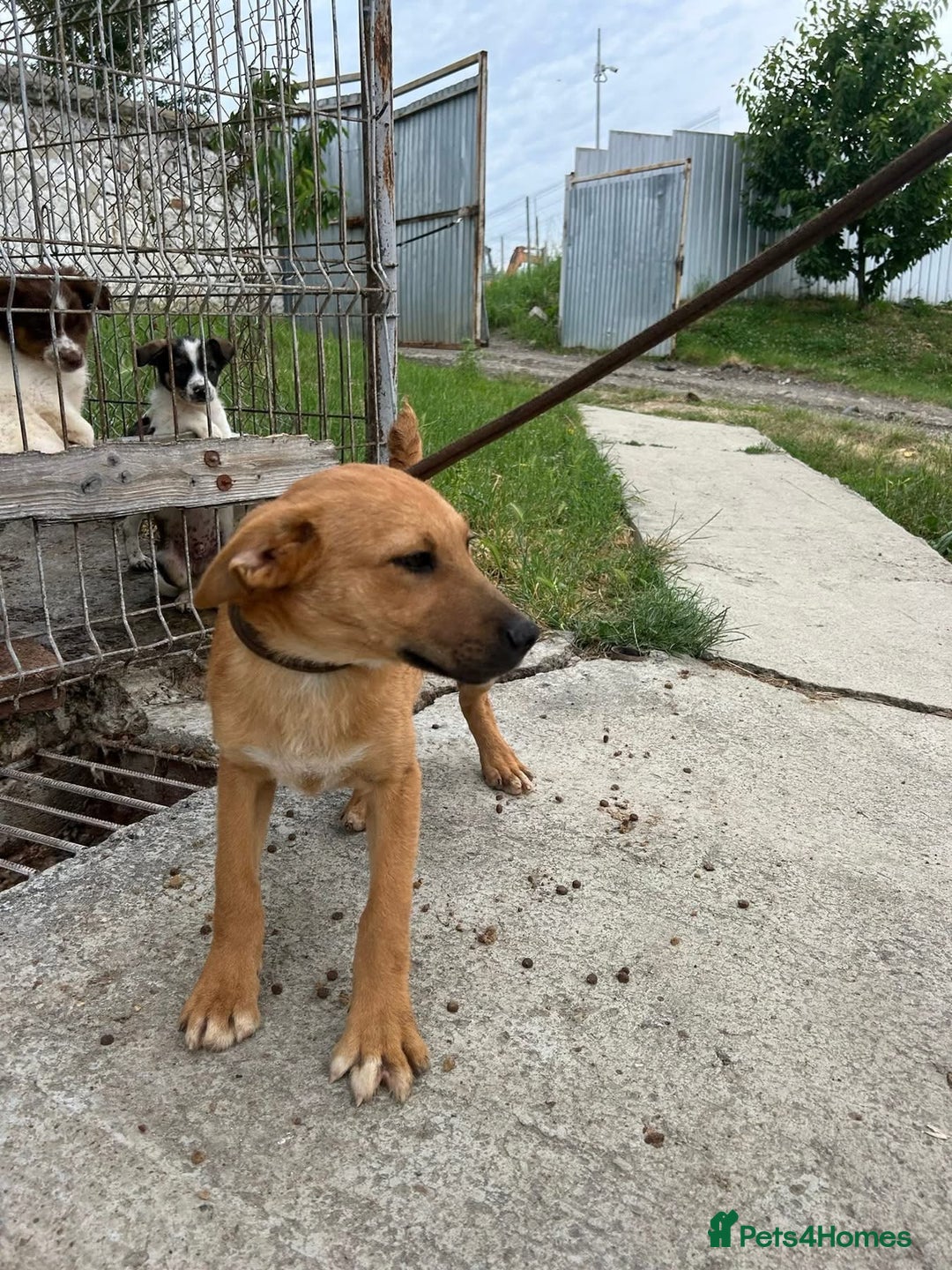Mixed Breed dogs for adoption: Smithy - Norwich norfolk - Image 2