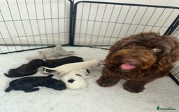 Cockapoo dogs for sale: F1 cockapoo absolute stunning puppies 1 Girl - Image 8