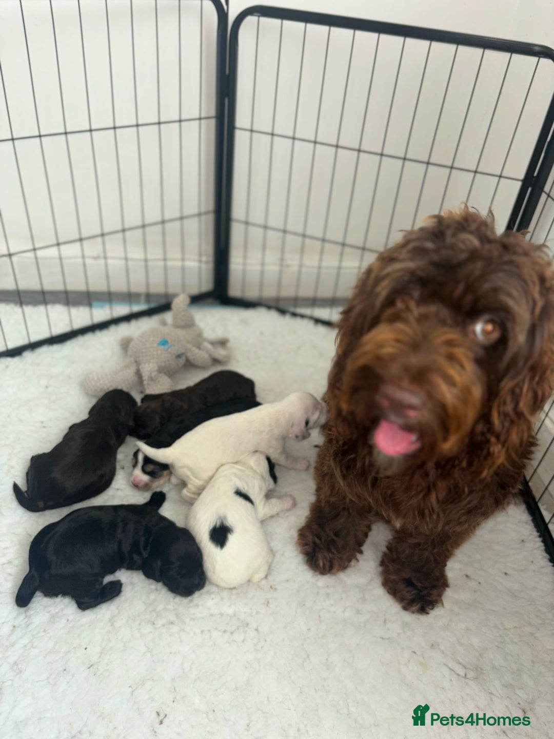 Cockapoo dogs for sale: F1 cockapoo absolute stunning puppies 1 Girl - Image 8