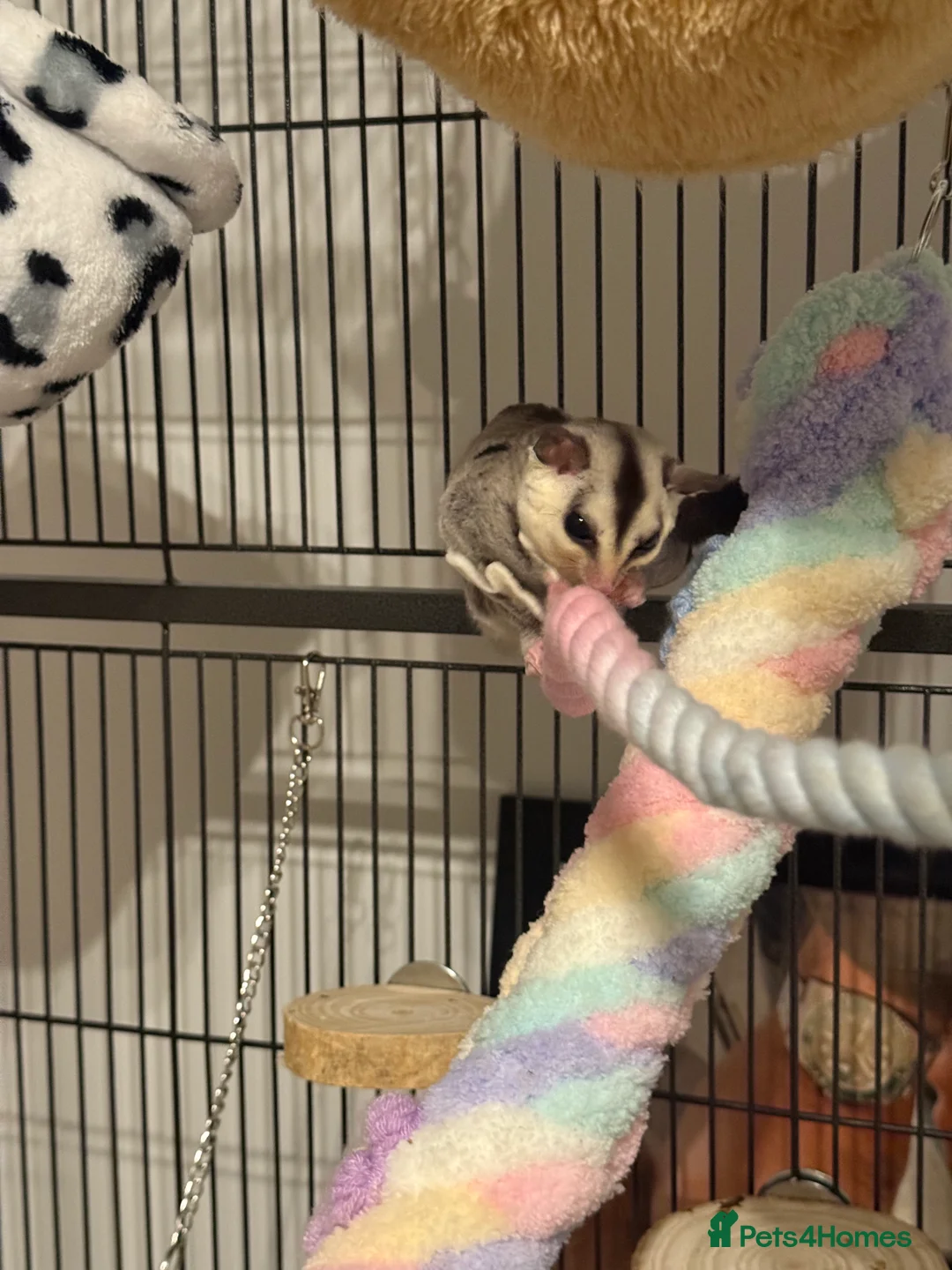Sugar Glider rodents for sale: Sugar glider with cage  - Advert 4