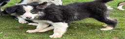 Border Collie dogs for sale: Border Collie Pups in Machynlleth - Advert 10