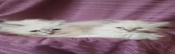 Siberian cats for sale: Pure Siberian Kittens - Advert 6