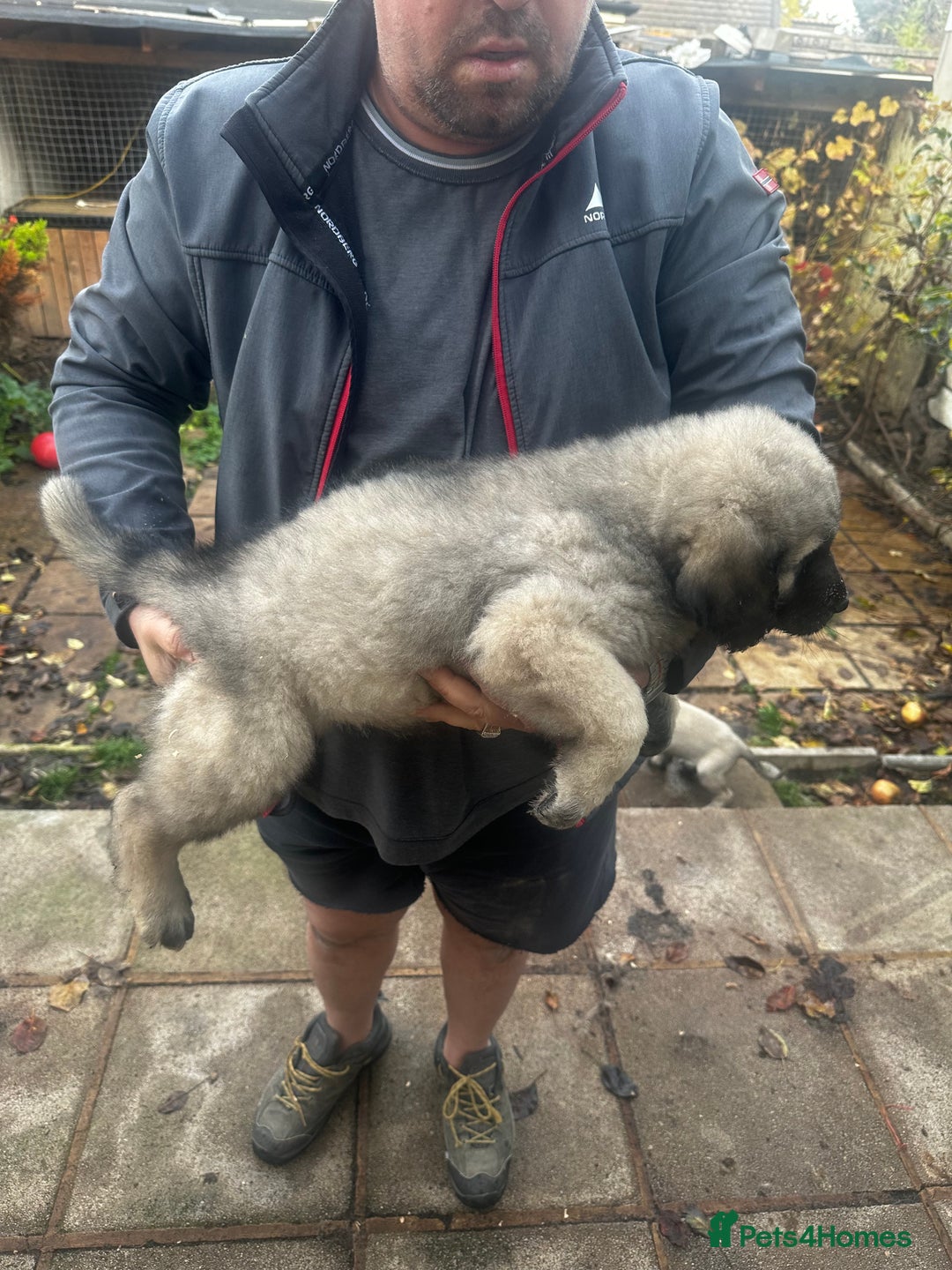 Turkish Kangal dogs for sale: TURKISH KANGAL PUPPIES  - Image 3