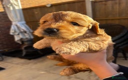 Cockapoo dogs for sale: cockapoo puppies - Advert 11