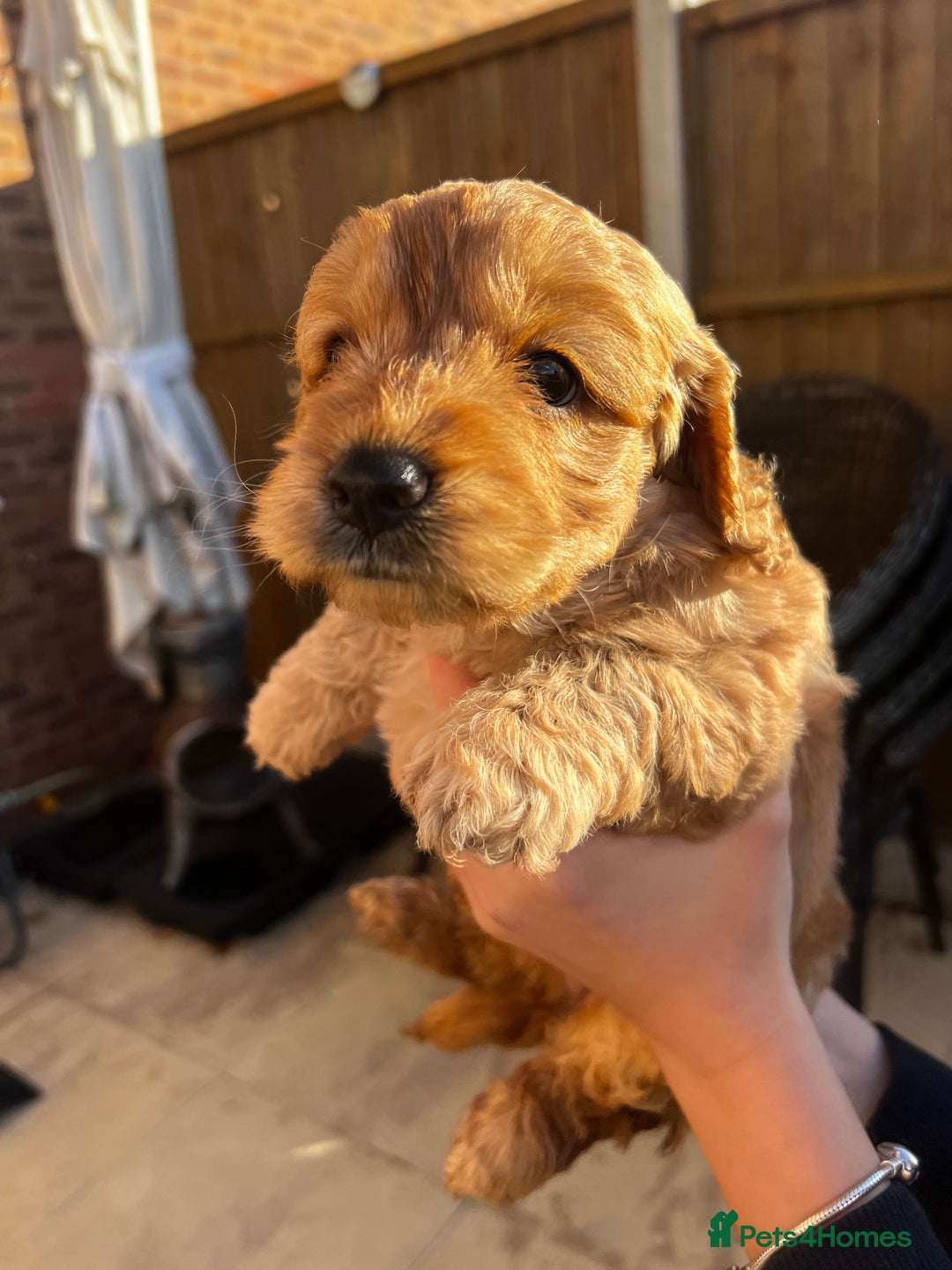 Cockapoo dogs for sale: cockapoo puppies - Advert 11