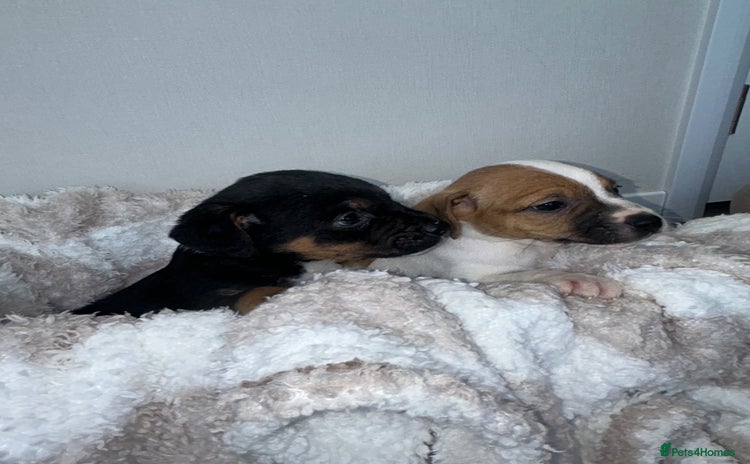 Jack Russell dogs - Advert 1