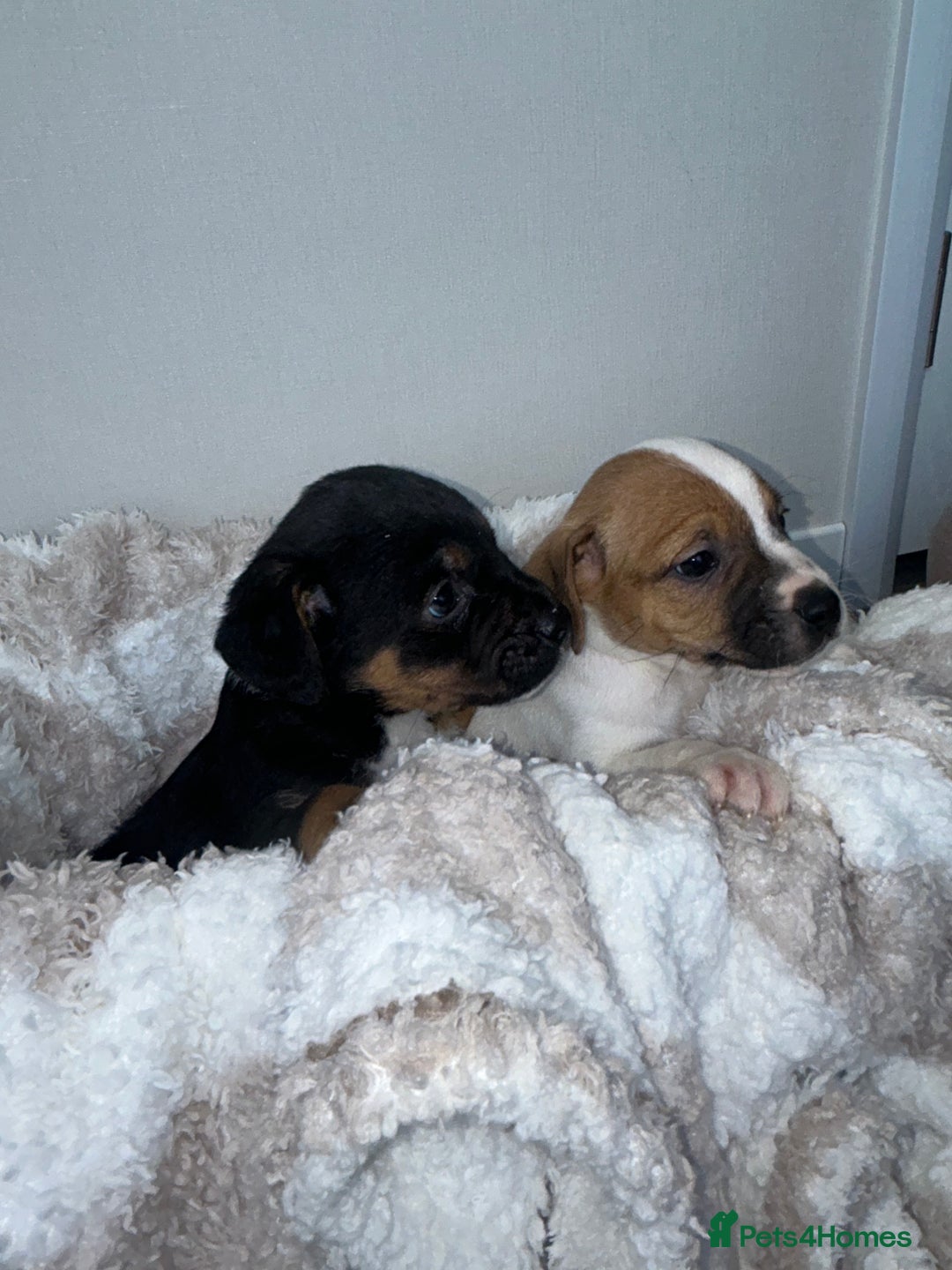 Jack Russell dogs for sale: Jack Russel puppies  - Image 1