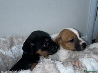 Jack Russell dogs - Advert 4