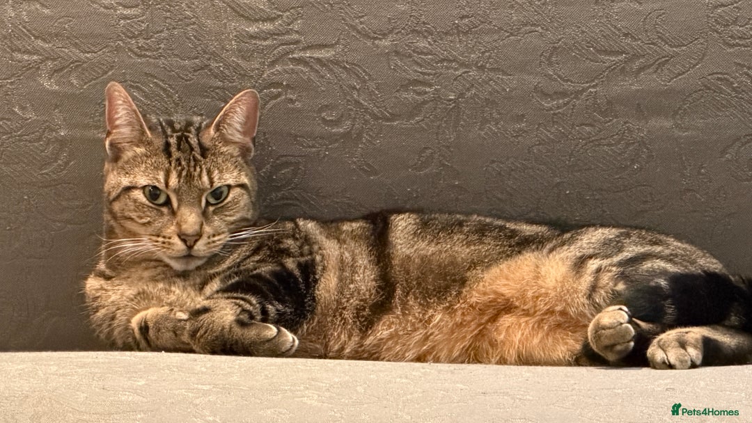 Mixed Breed cats for sale: tabby  - Advert 4