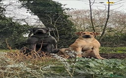 Great Dane dogs for sale: Champion Great Dane puppies for sale - Image 27
