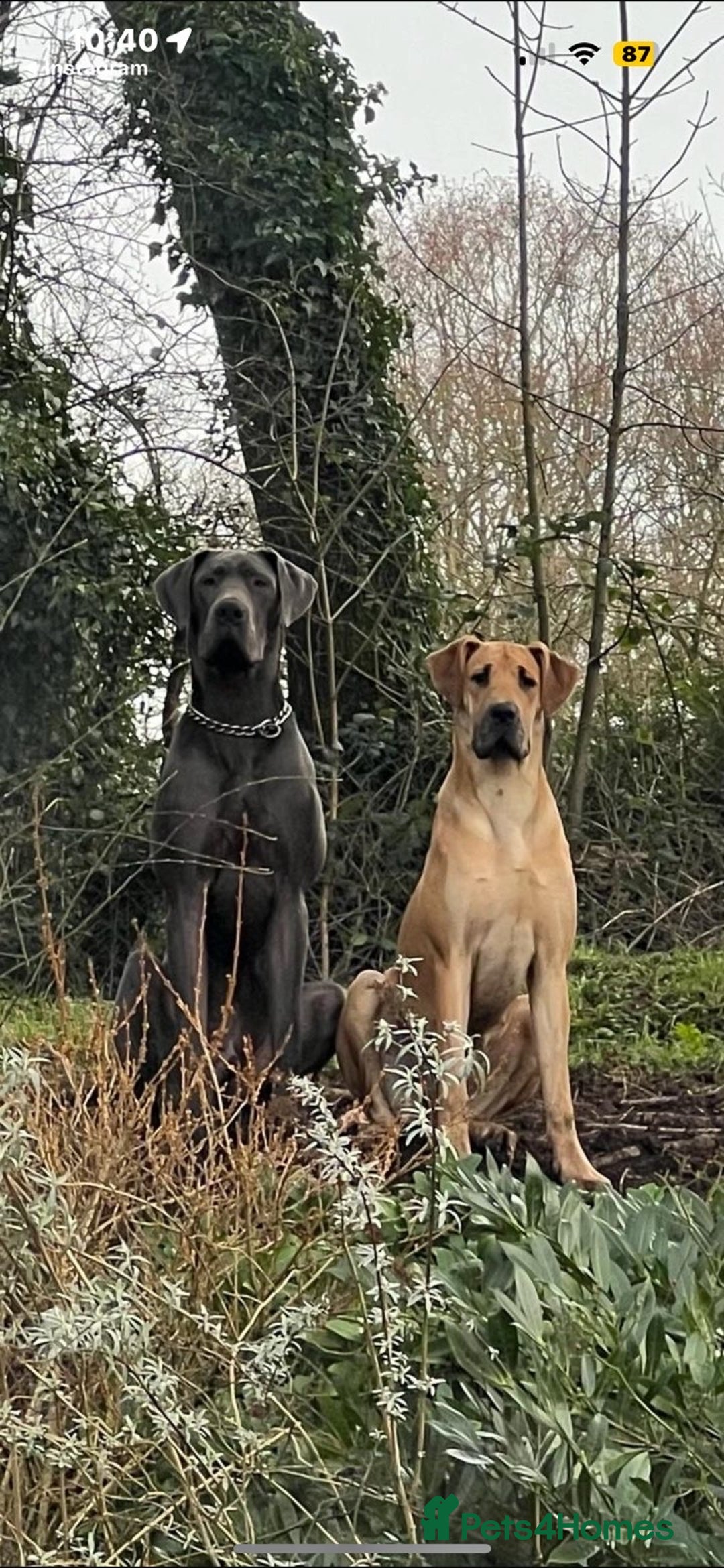 Great Dane dogs for sale: Champion Great Dane puppies for sale - Image 27