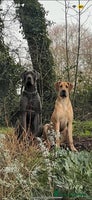 Great Dane dogs - Advert 6