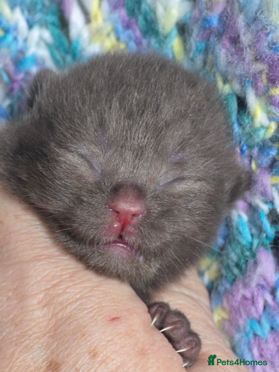 British Shorthair cats for sale: ONE GIRL LEFT TICA REGISTERED BRITISH SHORTHAIR - Advert 8