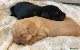 Labrador Retriever dogs for sale: Beautiful KC reg Labrador puppies - Image 5