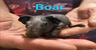 Guinea Pig rodents in Doncaster - Advert 8