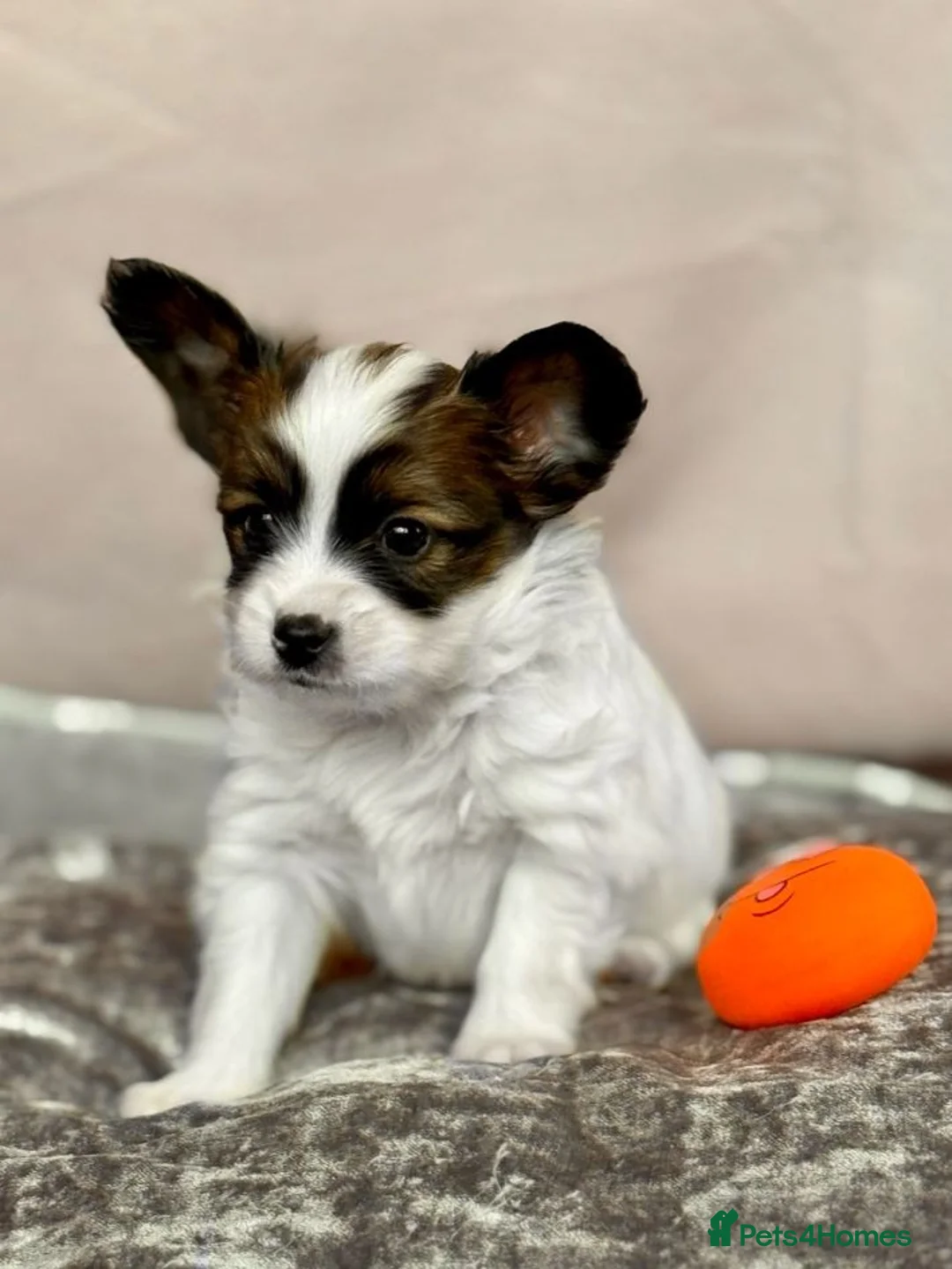 Papillon dogs for sale: ROYAL KENNEL CLUB registered,  DNA tested perents  - Advert 22