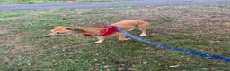Lurcher dogs for sale: Beautiful Lurcher lawson is looking for his home  - Advert 7