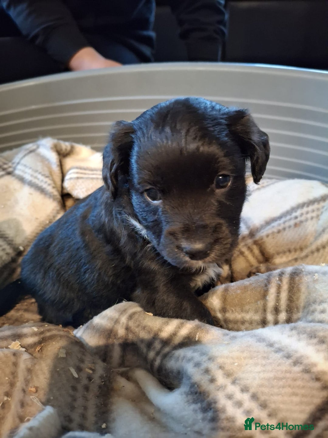 Jackapoo dogs for sale: Super Cute Jackapoo babies - Image 5