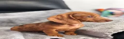 Dachshund dogs for sale: Dachshund Puppies - Advert 9