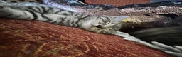 Bengal cats for sale: Bengal x Maine coone kittens - Advert 2