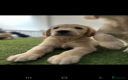 Golden Retriever dogs for sale: Beautiful Golden Retriever Puppies - Image 12