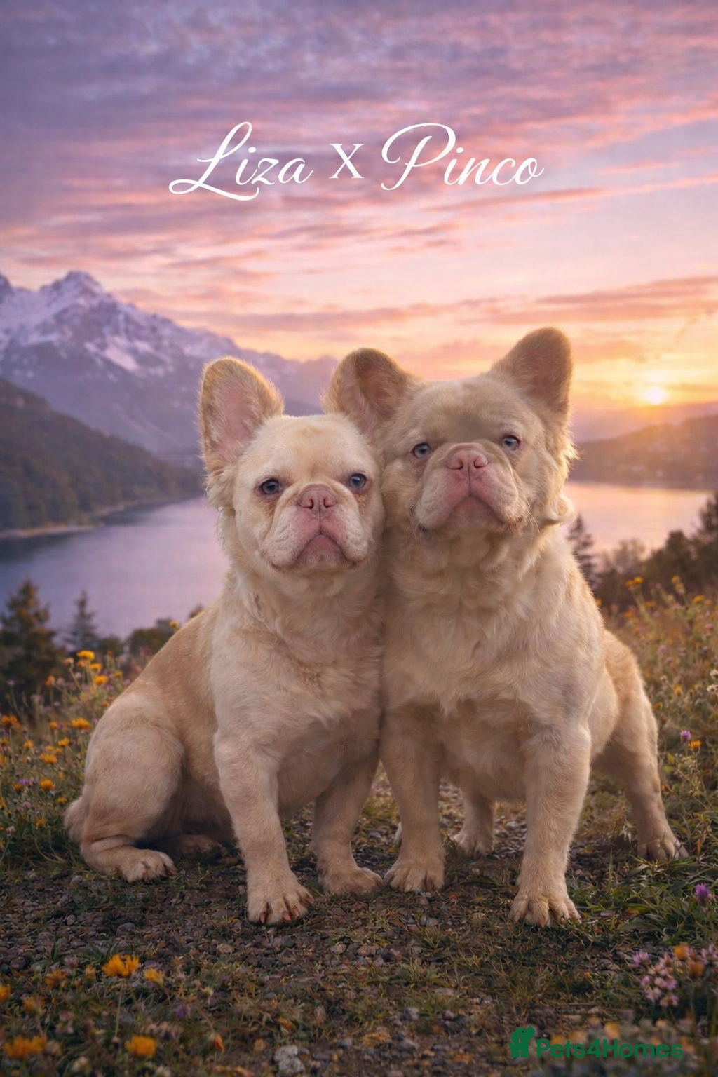 French Bulldog dogs FLUFFY FRENCHIE BABIES - Advert 1