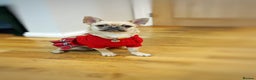 Chug dogs for sale: Bubbles (6 Months - Female Chug) - Advert 8