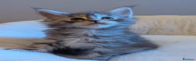 Maine Coon 4