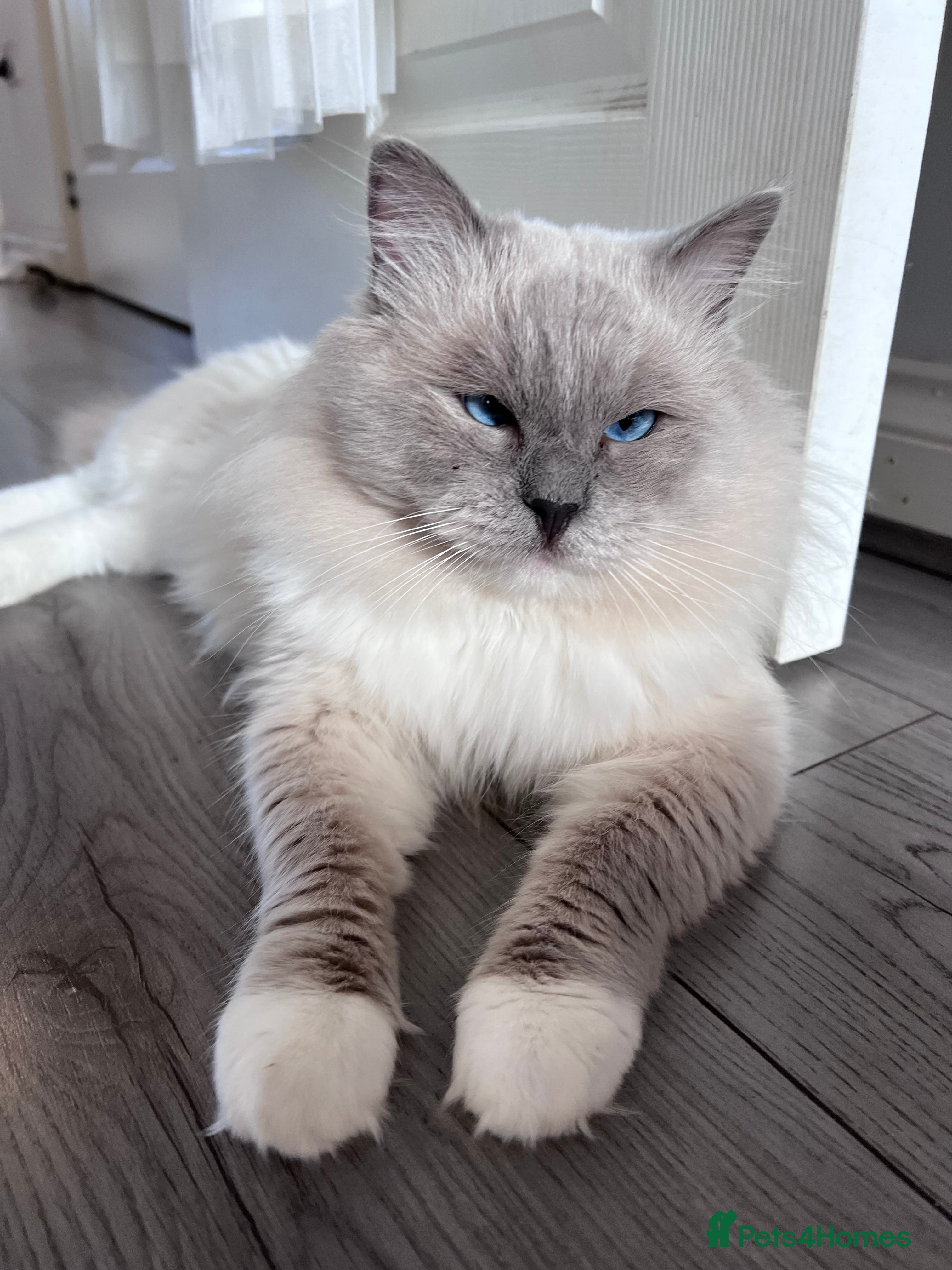 Ragdoll cats 💙 FOR SALE GCCF ACTIVE Ragdoll Stud – Proven 💙 - Advert 10