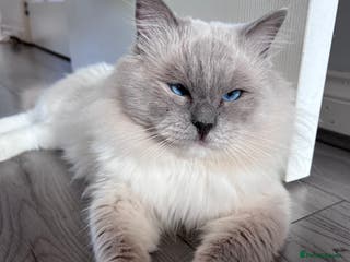 Ragdoll cats 💙 FOR SALE GCCF ACTIVE Ragdoll Stud – Proven 💙 - Advert 7