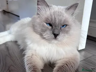 Ragdoll cats 💙 FOR SALE GCCF ACTIVE Ragdoll Stud – Proven 💙 - Advert 7