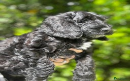 Cockapoo dogs for sale: Ready now black f1 minature show cockapoos  - Image 11