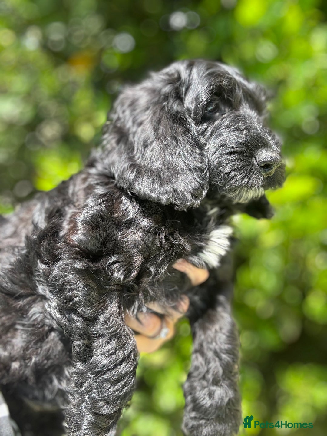 Cockapoo dogs for sale: Ready now black f1 minature show cockapoos  - Image 11
