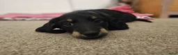 Miniature Dachshund dogs for sale: Beautiful Miniatures  in Edinburgh - Advert 7