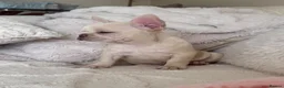French Bulldog dogs for sale: Female Platinum French Bulldog For Sale - Advert 3
